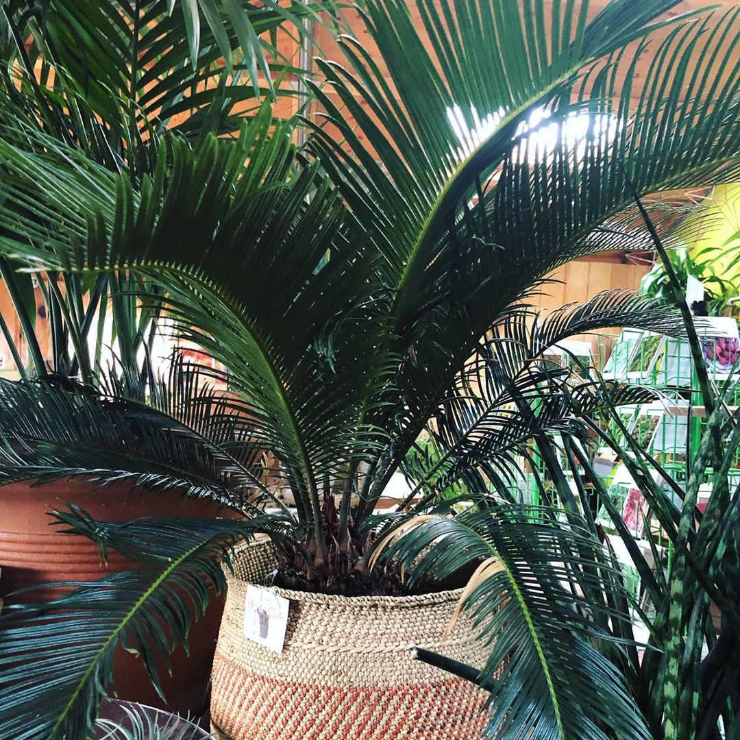 Photo of the plant species Sago Palm on Greg, the plant care app