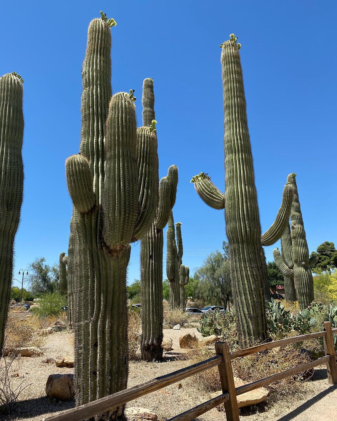 Photo of the plant species Saguaro on Greg, the plant care app