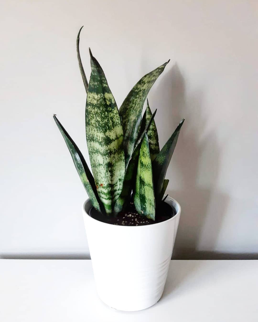 Photo of the plant species Sansevieria 'Frozen' on Greg, the plant care app