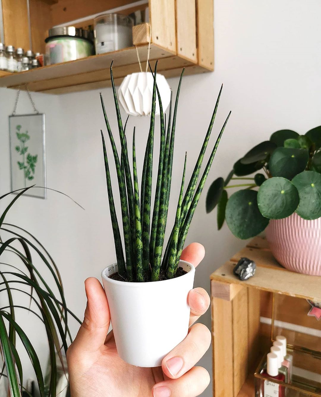 How To Plant Grow And Care For Dracaena Fernwood: Expert Guide