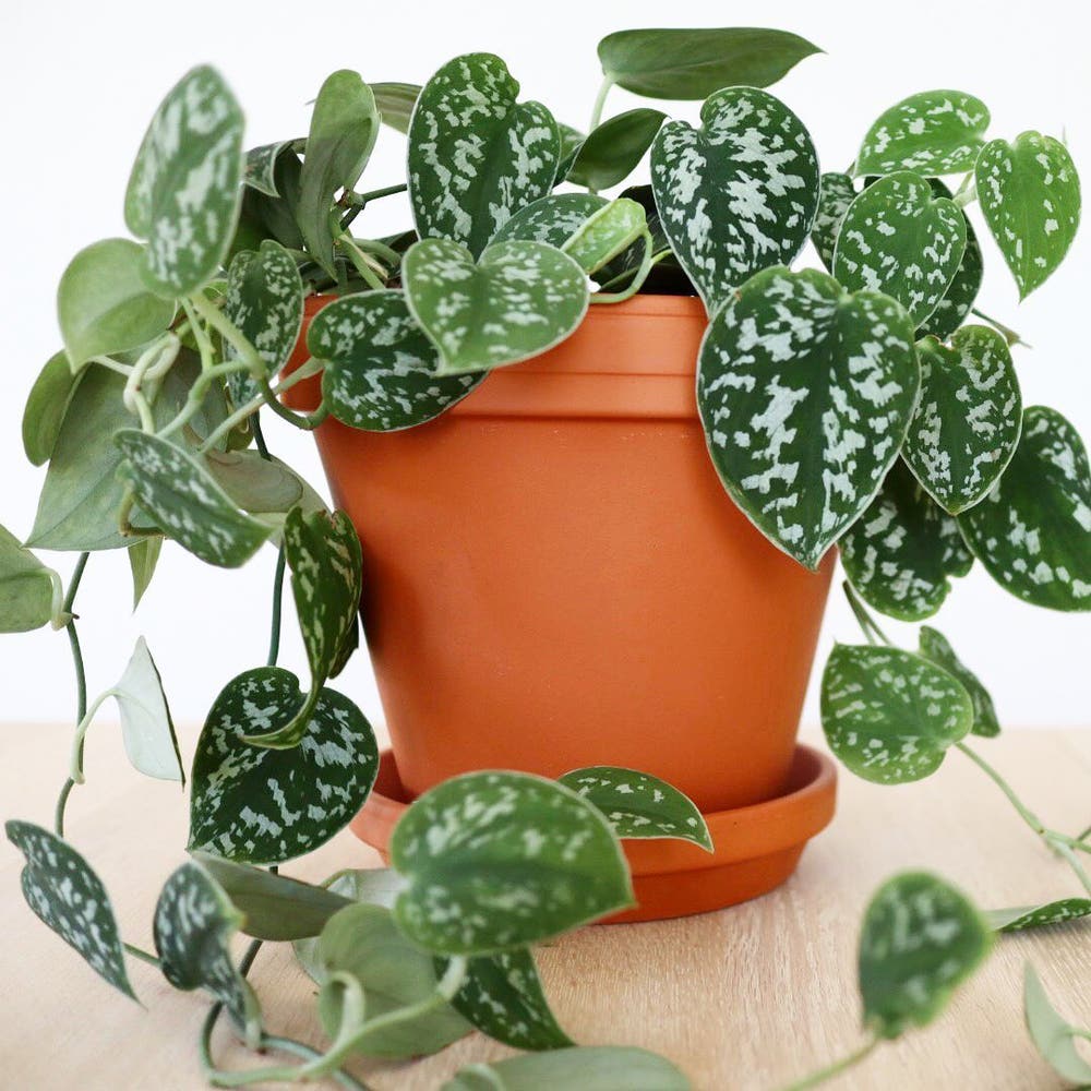 Photo of the plant species Satin Pothos on Greg, the plant care app