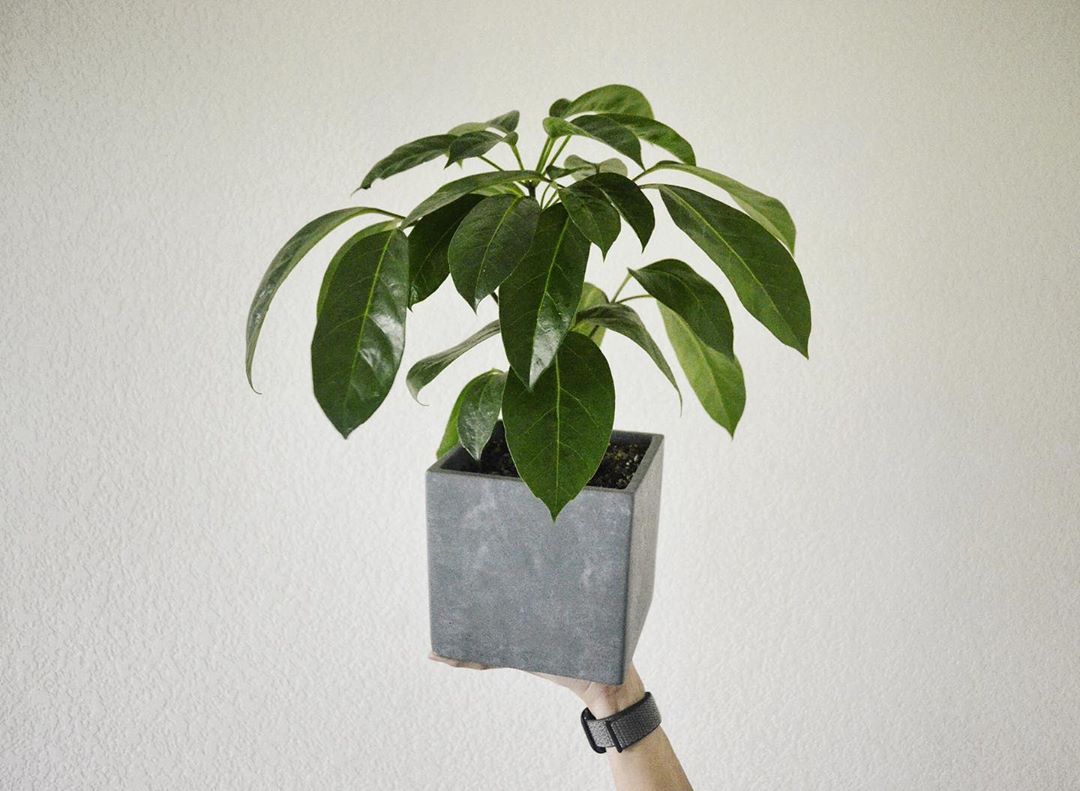 Photo of the plant species Umbrella Tree on Greg, the plant care app