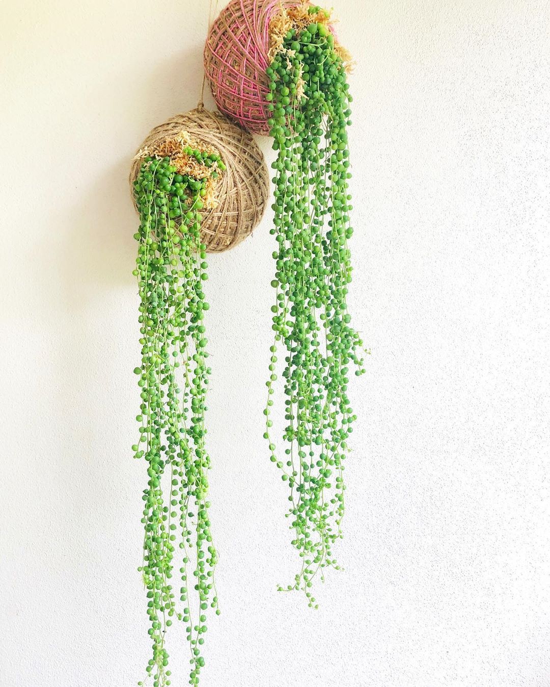 Photo of the plant species Senecio String of Pearls on Greg, the plant care app