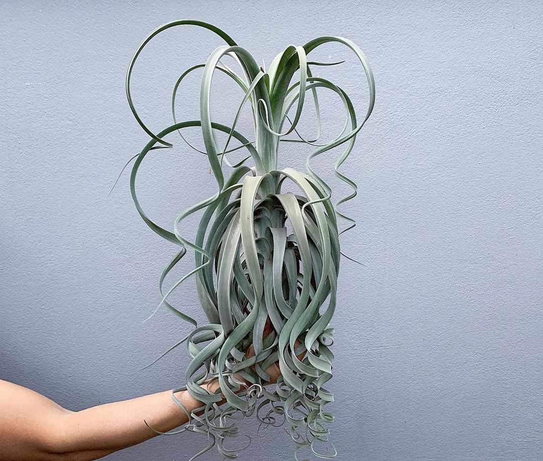 The Complete Shirley Temple Air Plant Plant Care Guide