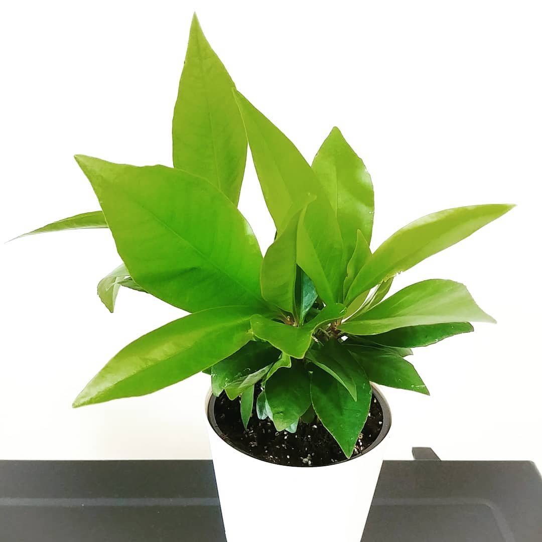 Photo of the plant species Shoebutton on Greg, the plant care app
