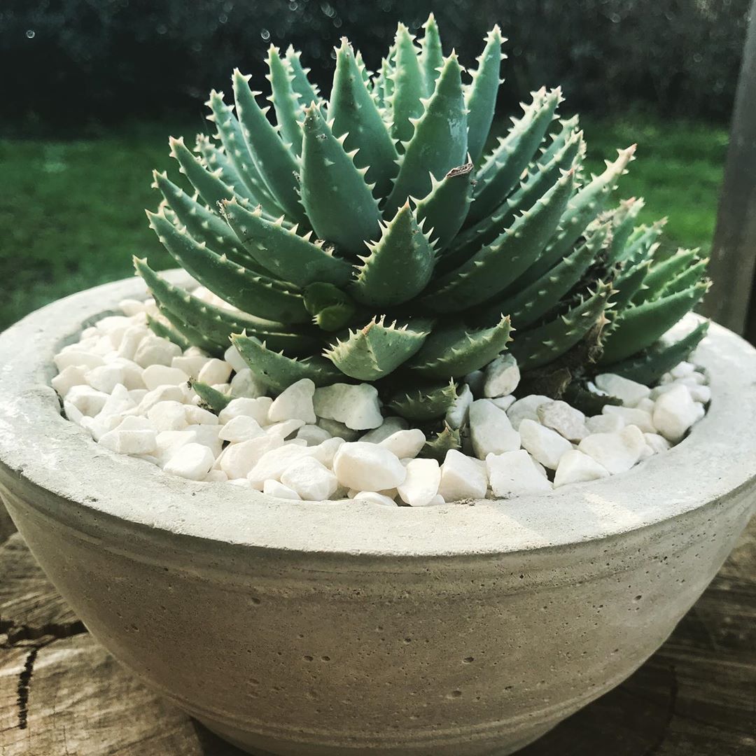 Photo of the plant species Short-Leaved Aloe on Greg, the plant care app