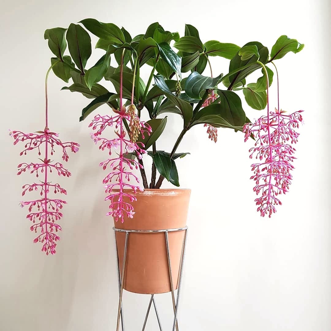 Photo of the plant species Showy Medinilla on Greg, the plant care app