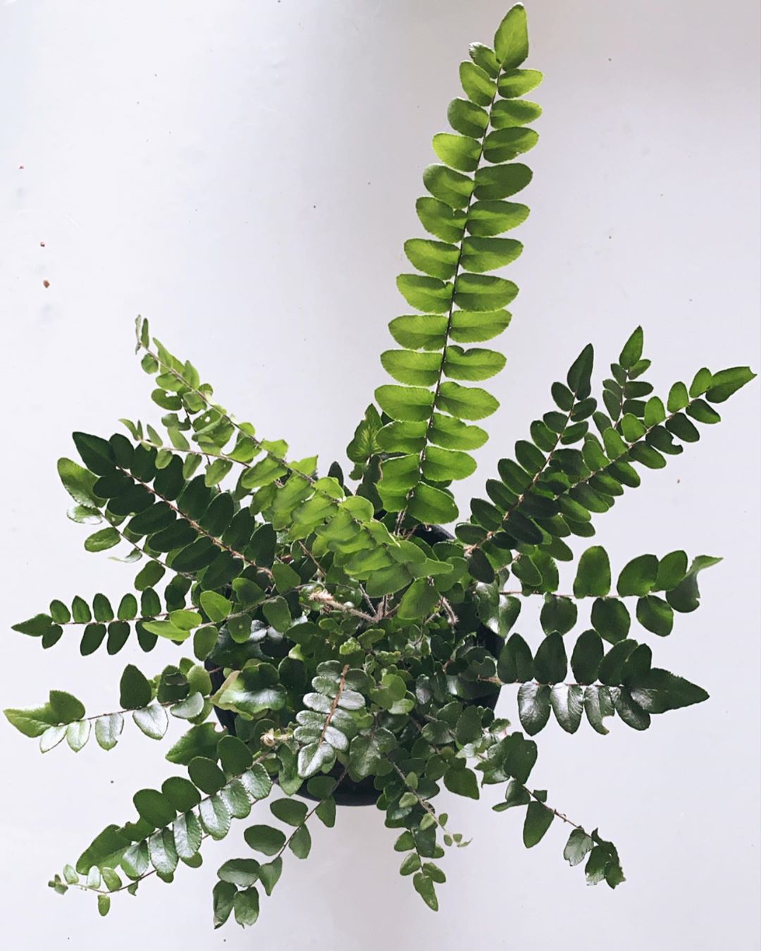 Photo of the plant species Sickle Fern on Greg, the plant care app