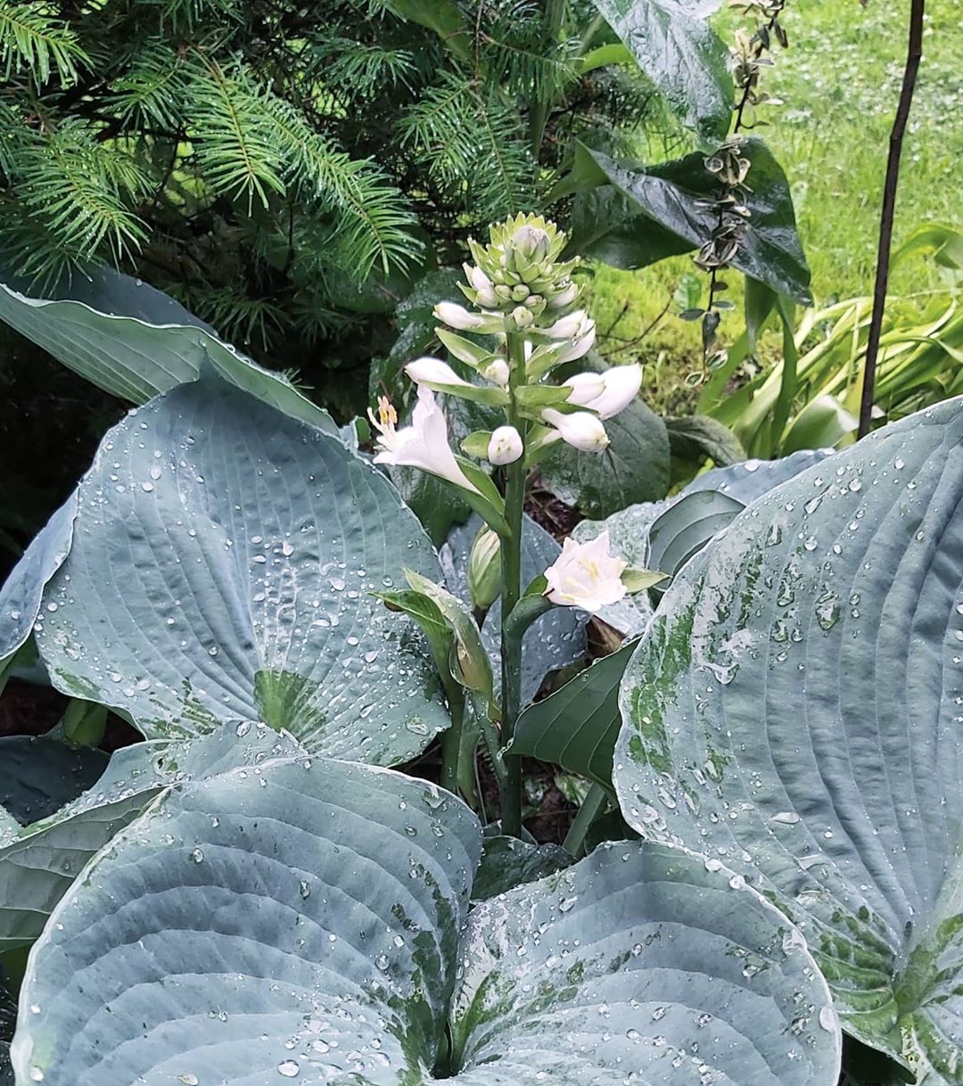 Photo of the plant species Siebold's Plantain Lily on Greg, the plant care app