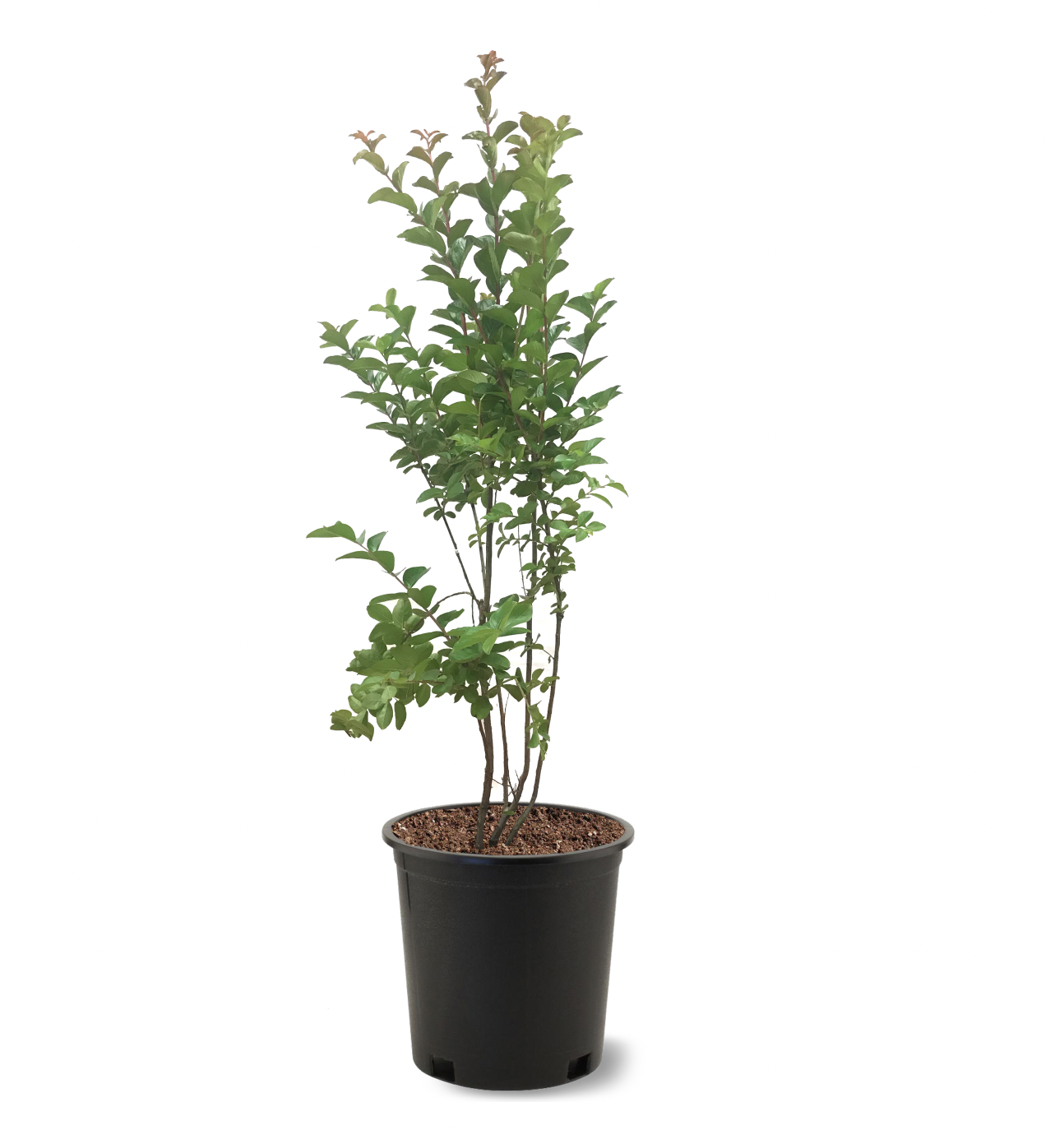 Photo of the plant species Sioux Crape Myrtle on Greg, the plant care app
