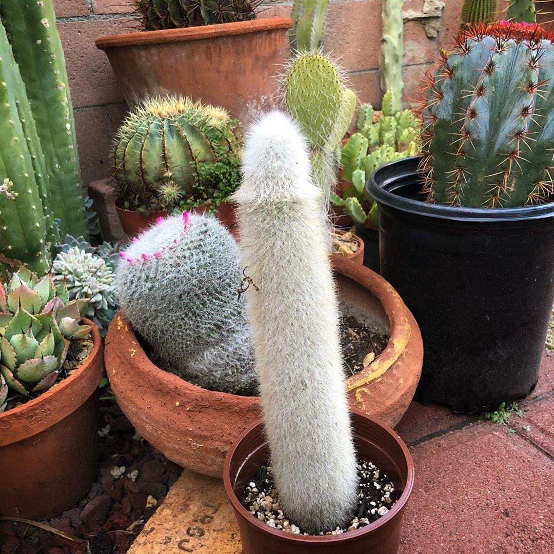 Photo of the plant species Silver Torch Cactus on Greg, the plant care app