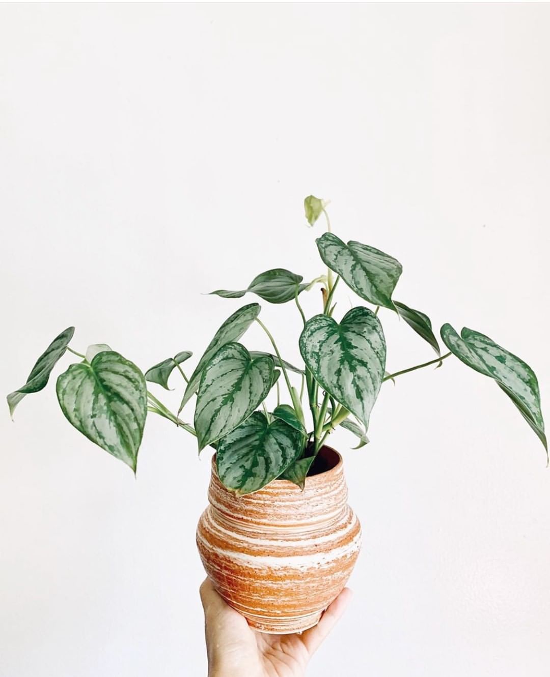 Photo of the plant species Silver Leaf Philodendron on Greg, the plant care app