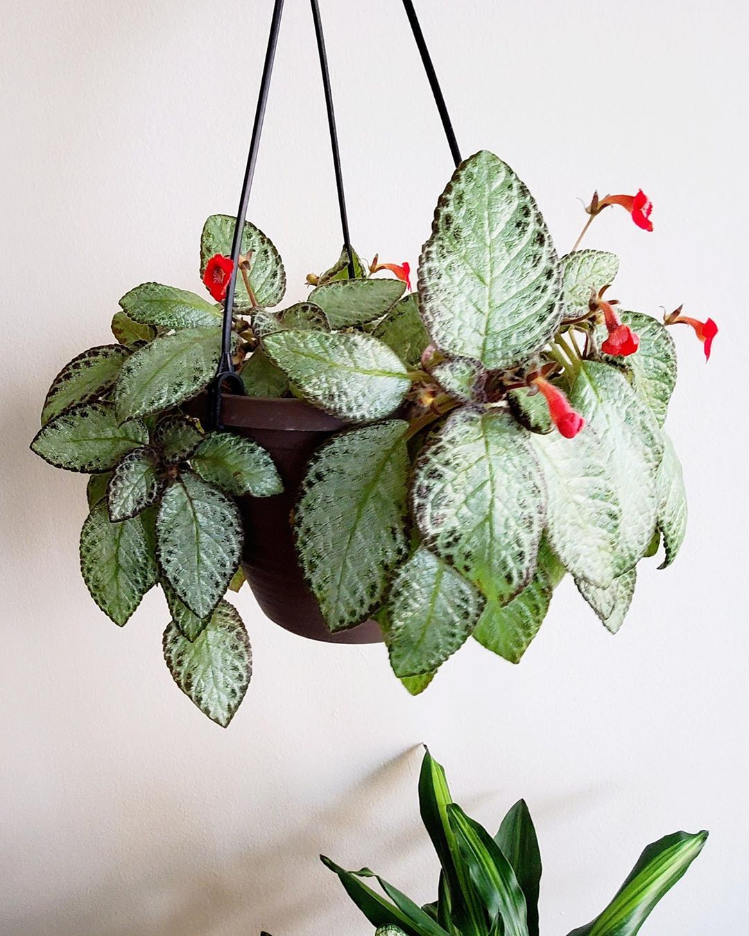 Photo of the plant species Silver Skies Episcia on Greg, the plant care app