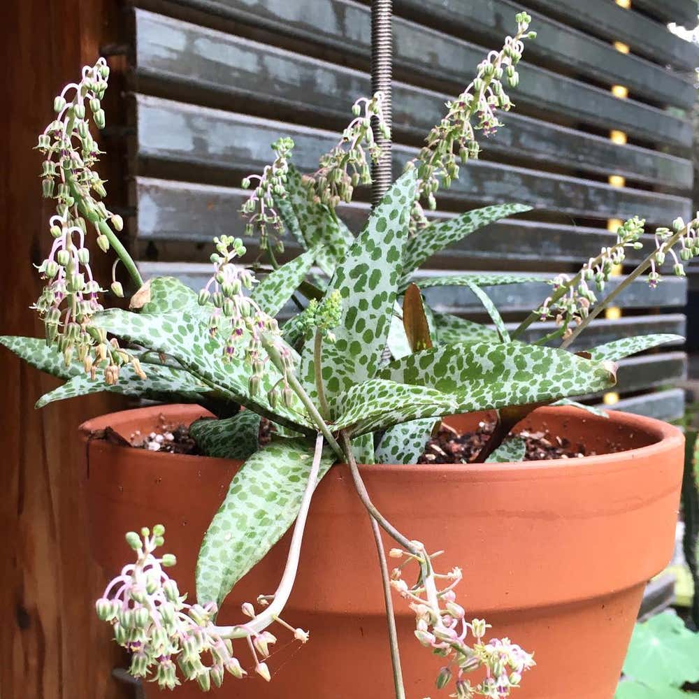 Photo of the plant species Ledebouria Socialis on Greg, the plant care app