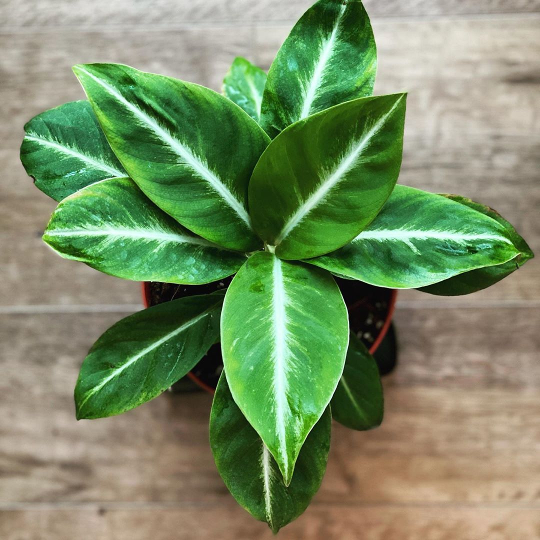 Photo of the plant species Silver Streak Peace Lily on Greg, the plant care app