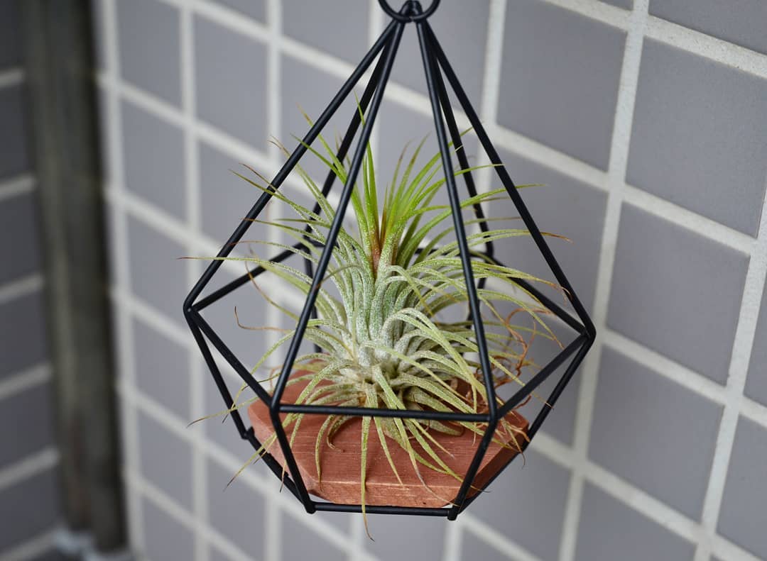 Plant care for Majesty Palm on Greg, the plant care app