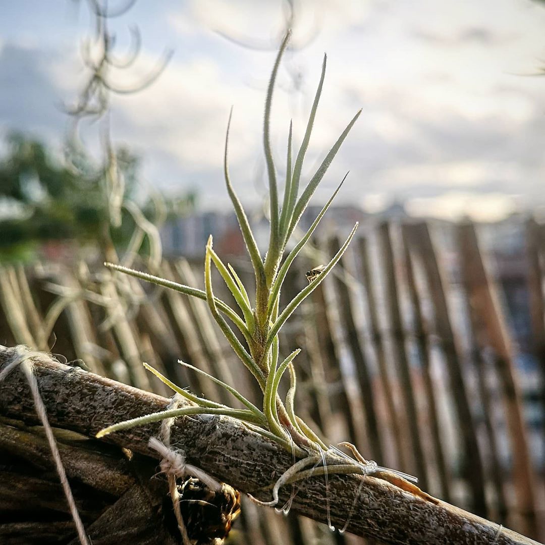 Photo of the plant species Small Ballmoss on Greg, the plant care app