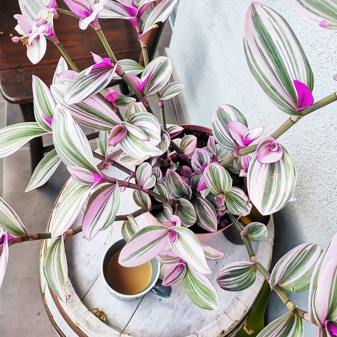 Plant care for Alfonso's Billbergia on Greg, the plant care app