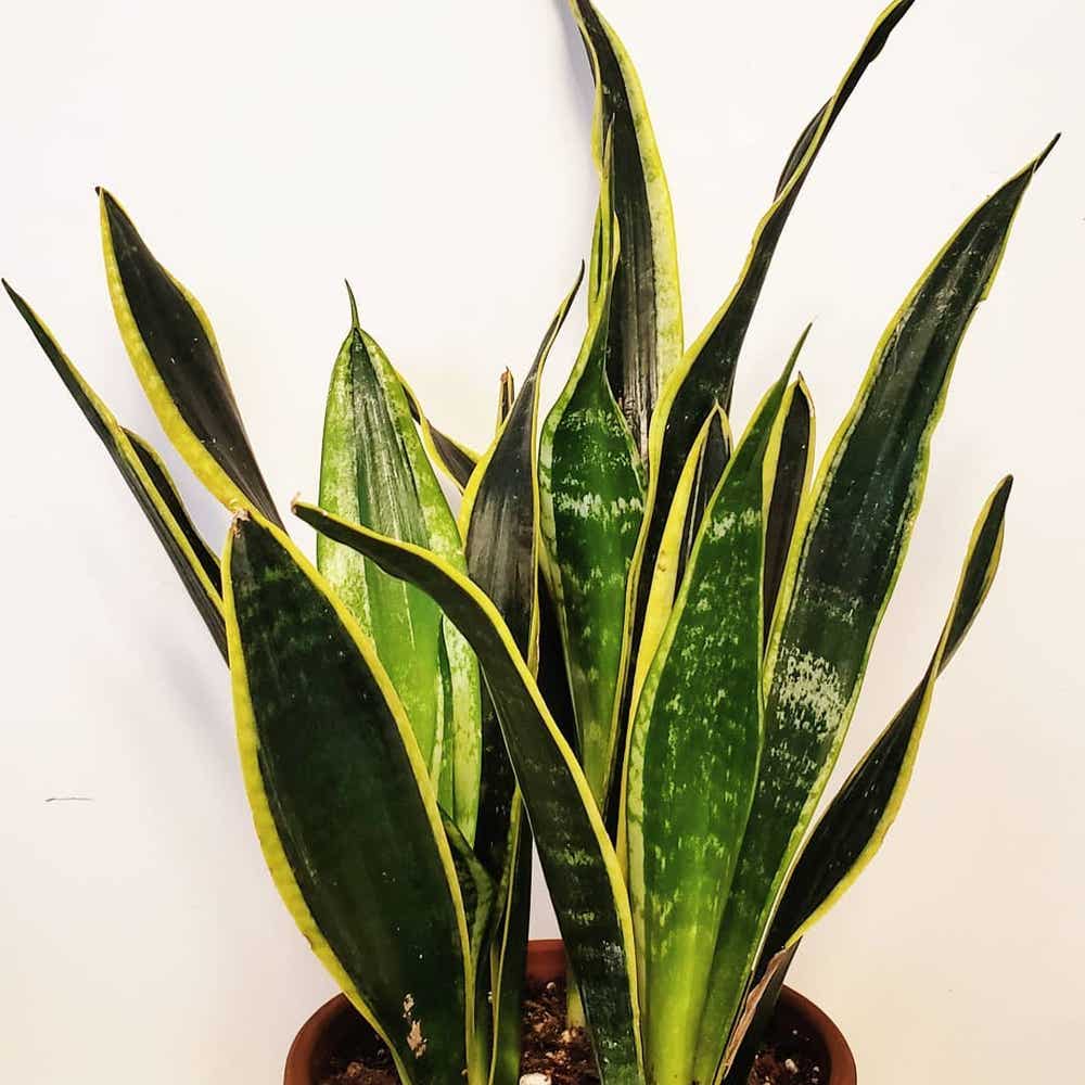 Photo of the plant species Snake Plant on Greg, the plant care app