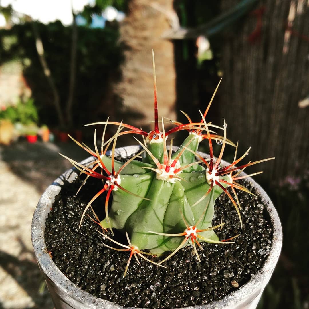 Photo of the plant species Sonora Barrel on Greg, the plant care app