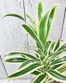 Plant care for Traveller's palm on Greg, the plant care app
