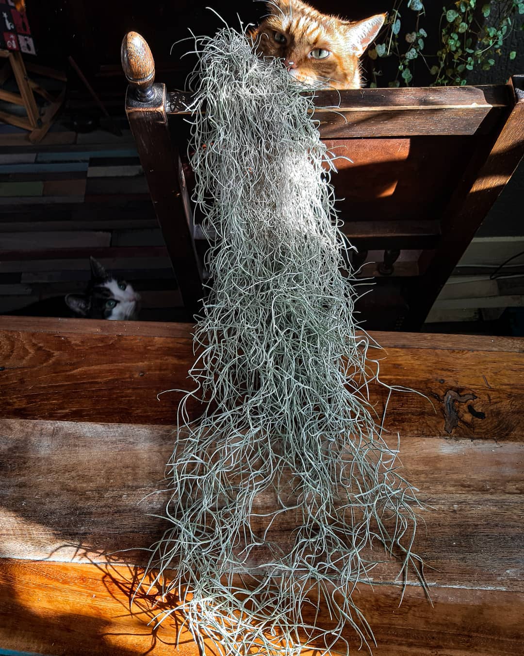 Spanish Moss Plant Care Water, Light, Nutrients Greg App 🌱