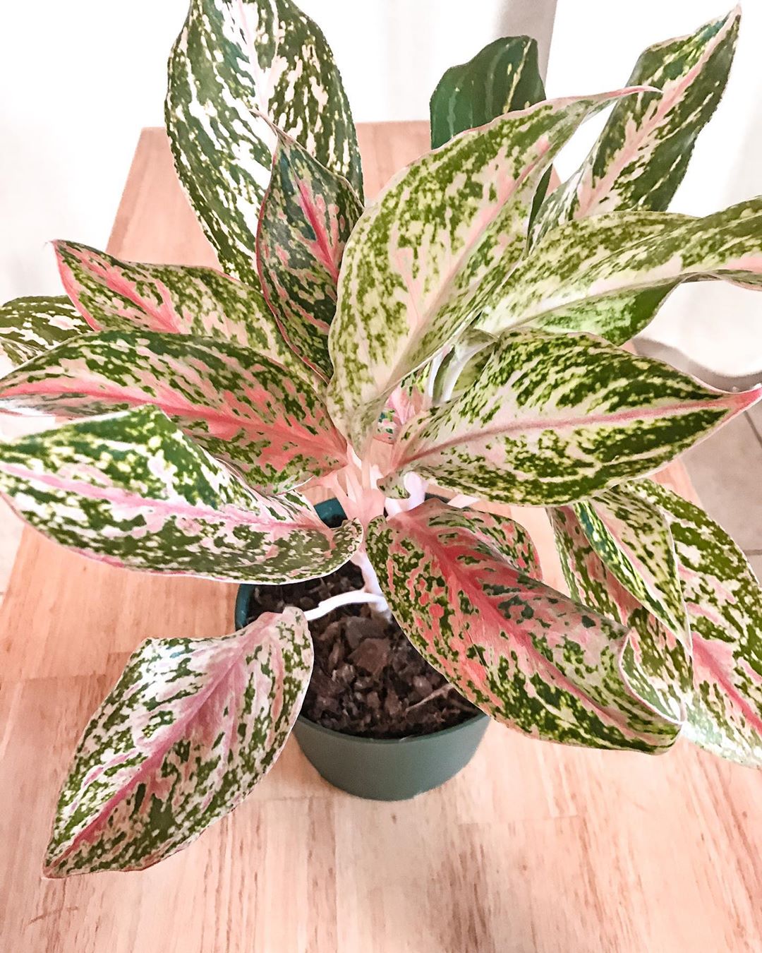 Photo of the plant species Aglaonema 'Sparkling Sarah' on Greg, the plant care app