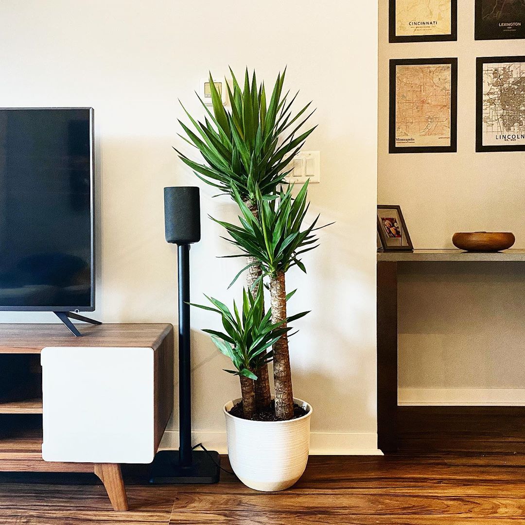 how often to water yucca