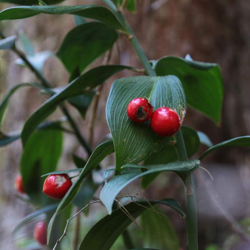 Photo of the plant species Ruscus Hypophyllum on Greg, the plant care app