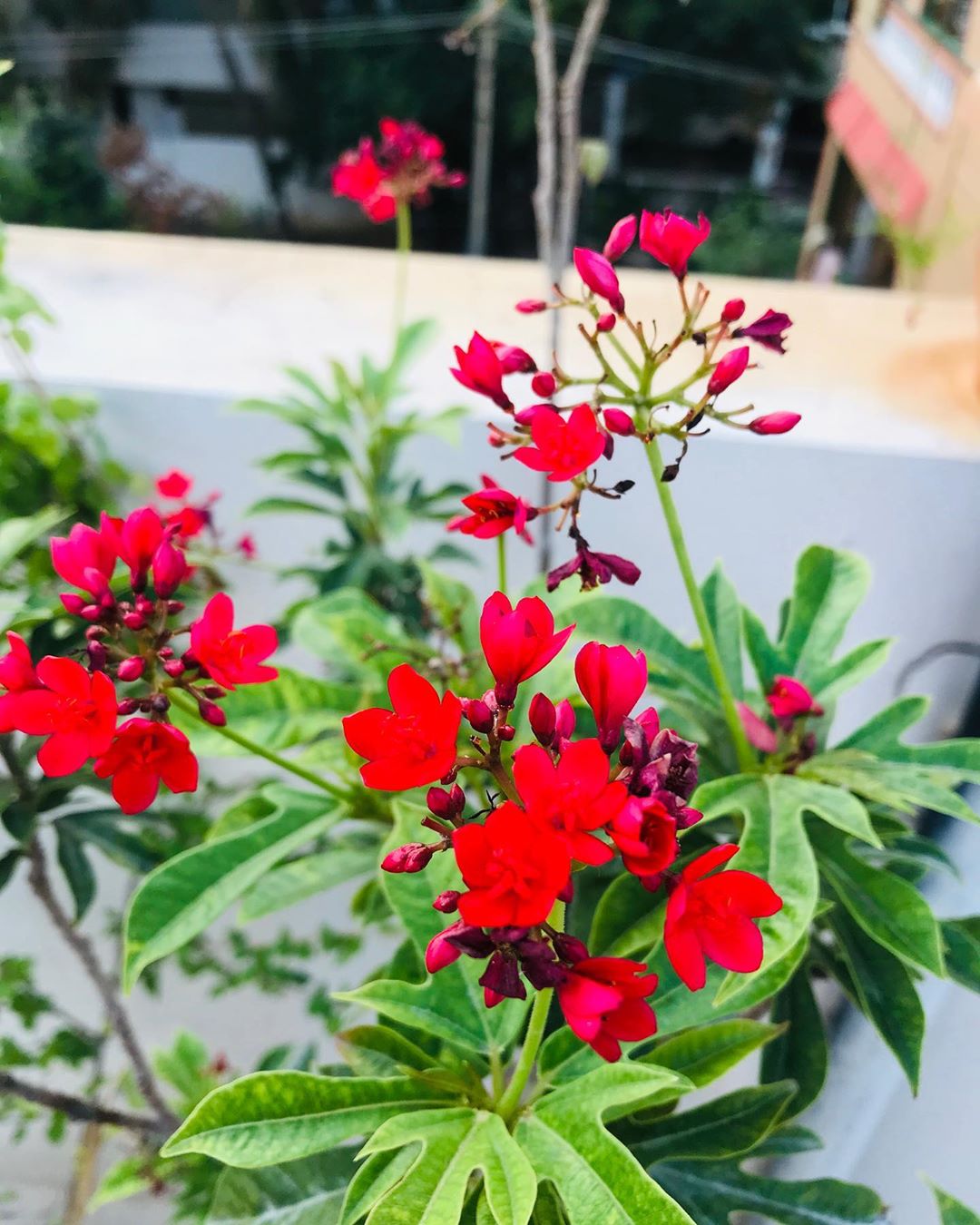 Photo of the plant species Spicy Jatropha on Greg, the plant care app