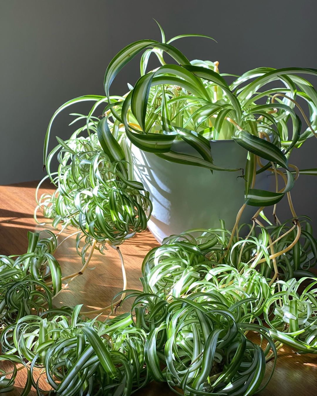 Spider Plant: How Much Water &amp; Light Does it Need to Thrive?