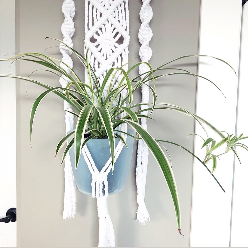 Photo of the plant species Spider Plant 'Variegatum’ on Greg, the plant care app
