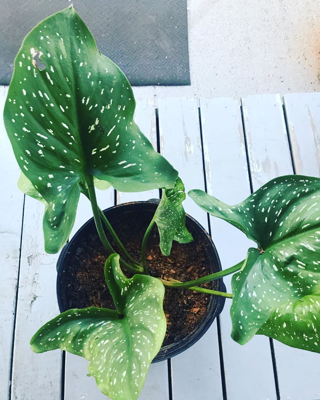 white spots on calla lily leaves