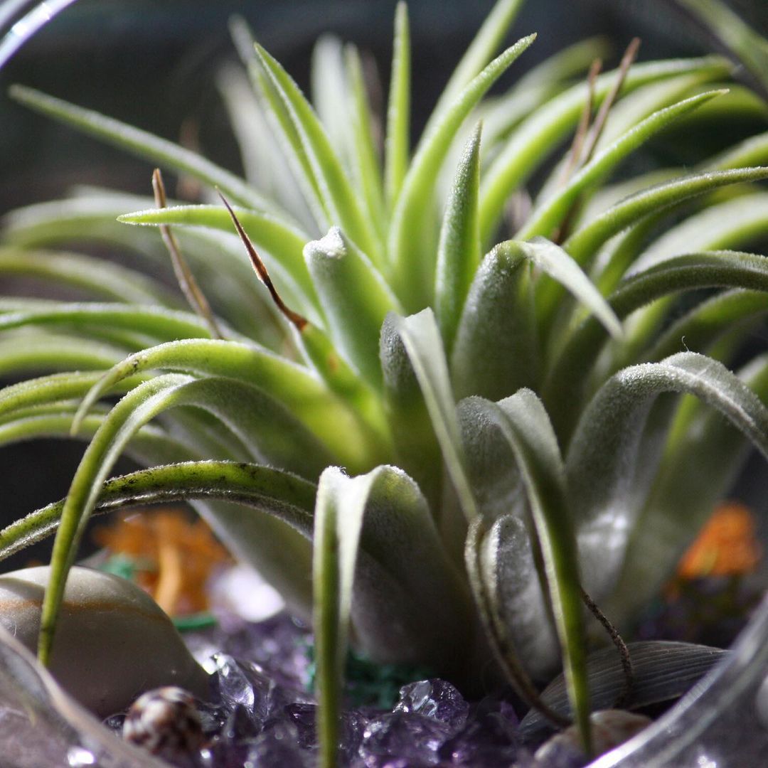 Photo of the plant species Spreading Airplant on Greg, the plant care app
