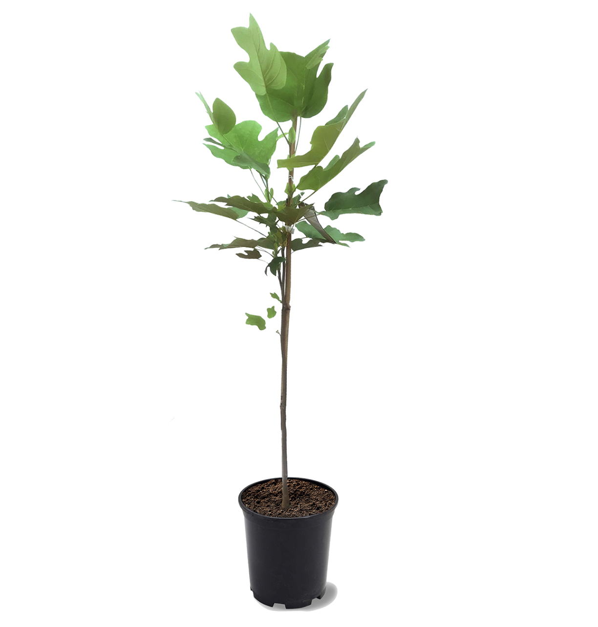 Photo of the plant species Tulip Poplar on Greg, the plant care app
