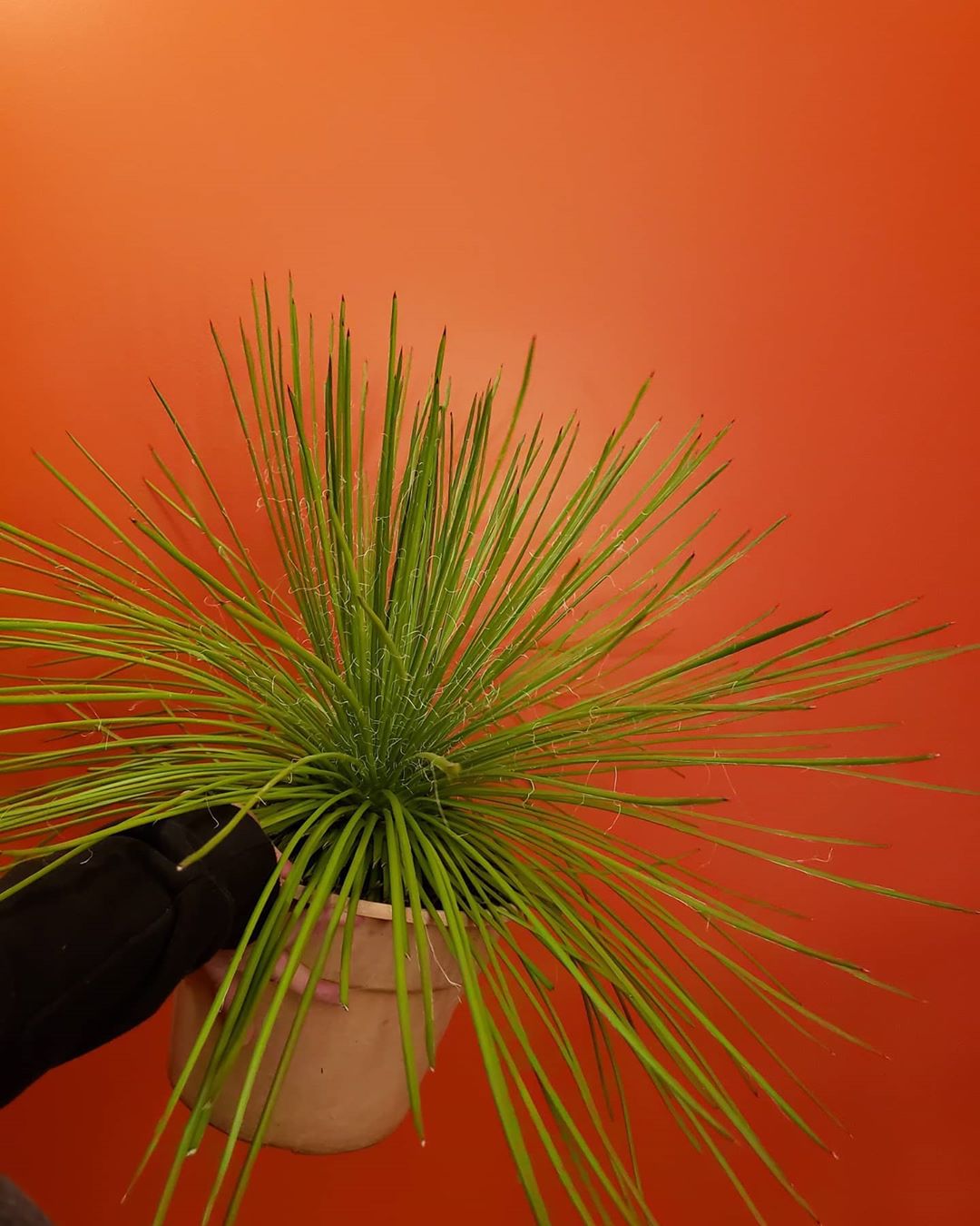 Photo of the plant species Agave Geminiflora on Greg, the plant care app