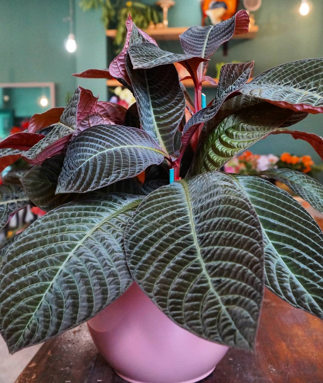 Photo of the plant species Taffeta Plant on Greg, the plant care app