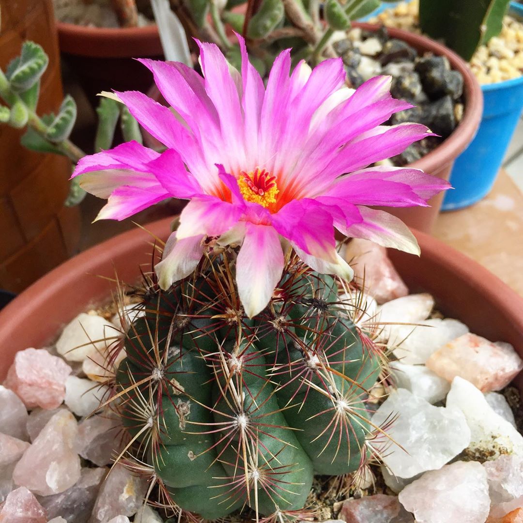 Photo of the plant species The Glory of Texas on Greg, the plant care app