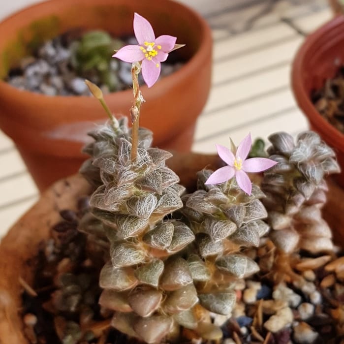 Photo of the plant species Thready Anacampseros on Greg, the plant care app