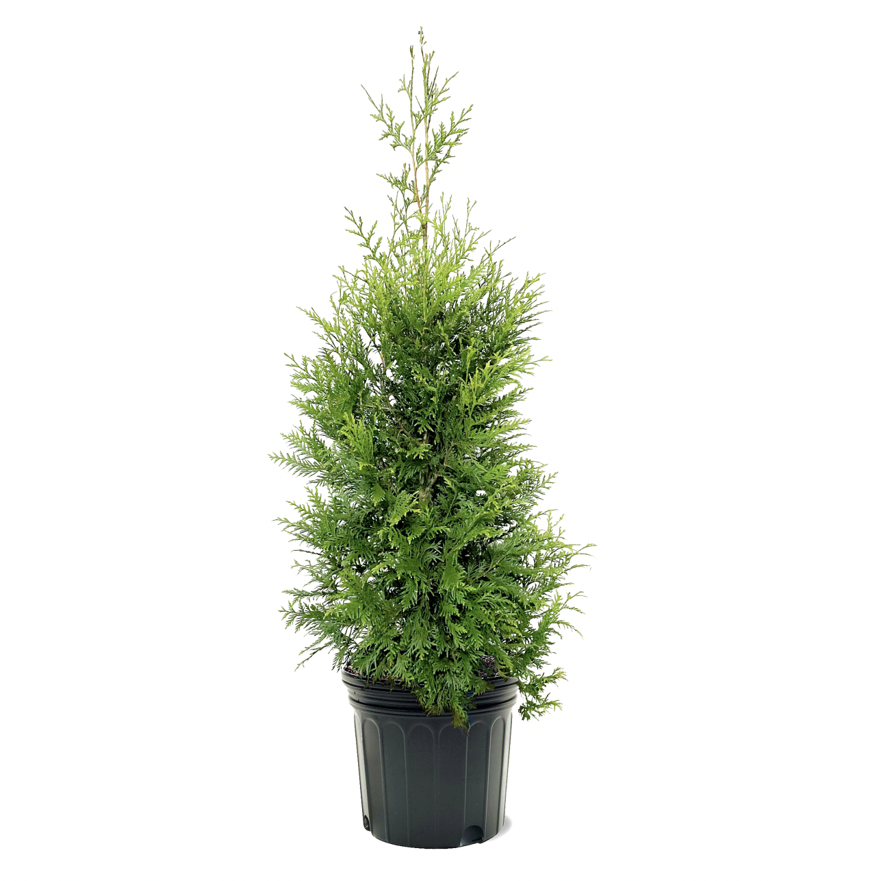 Photo of the plant species Green Giant Arborvitae on Greg, the plant care app
