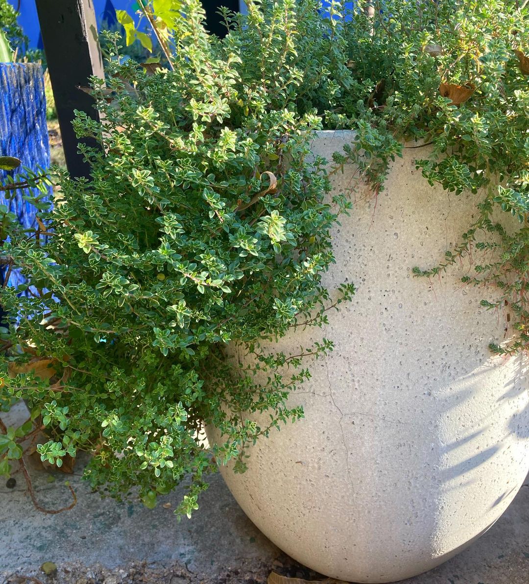 Keep Your Common Thyme Alive Light, Water & Care Instructions