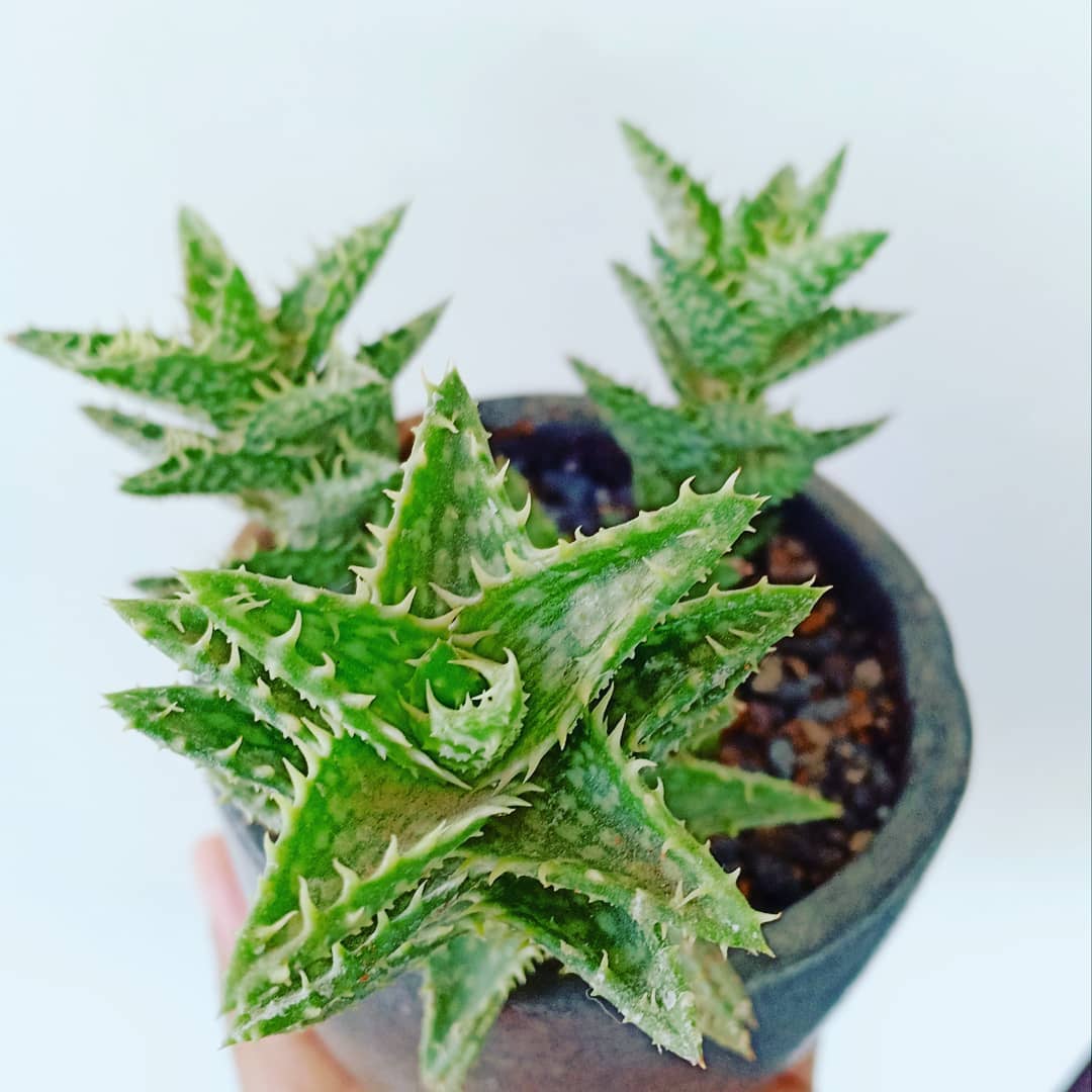 Photo of the plant species Tiger Tooth Aloe on Greg, the plant care app