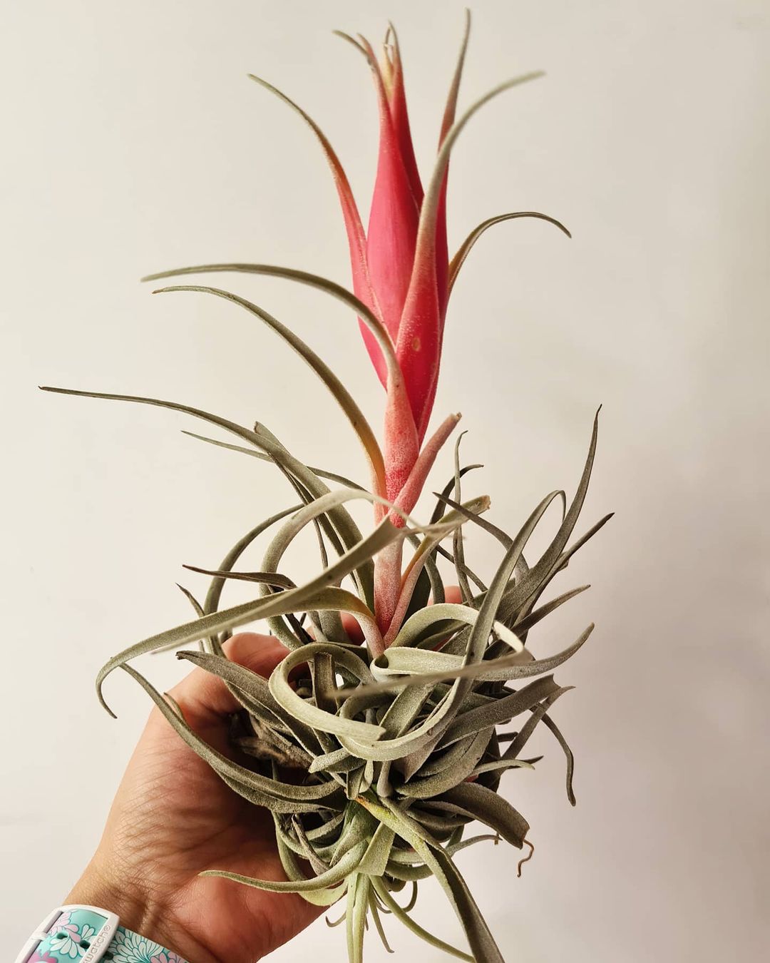 Photo of the plant species Tillandsia Erubescens on Greg, the plant care app