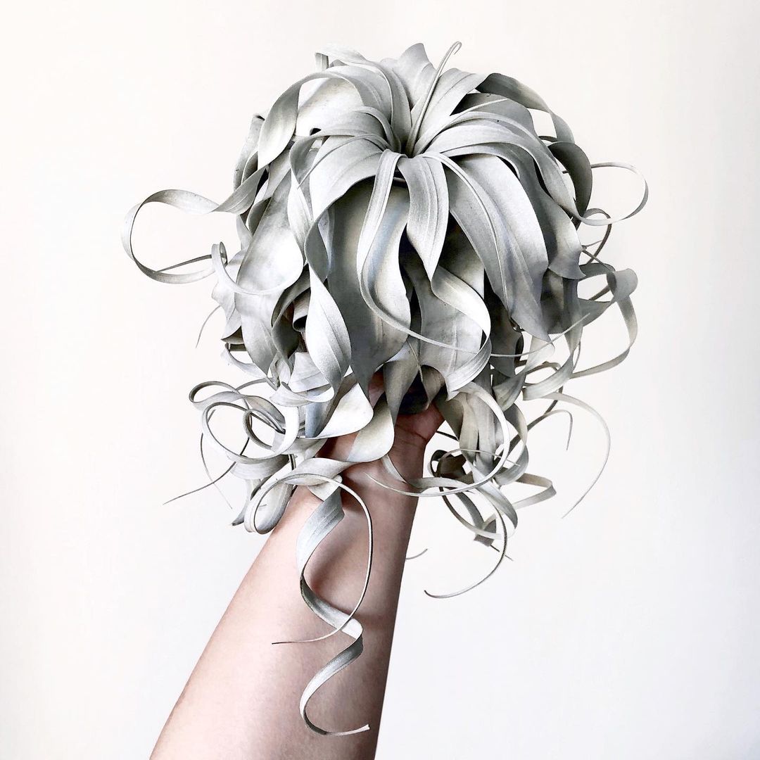 Photo of the plant species Tillandsia Xerographica on Greg, the plant care app