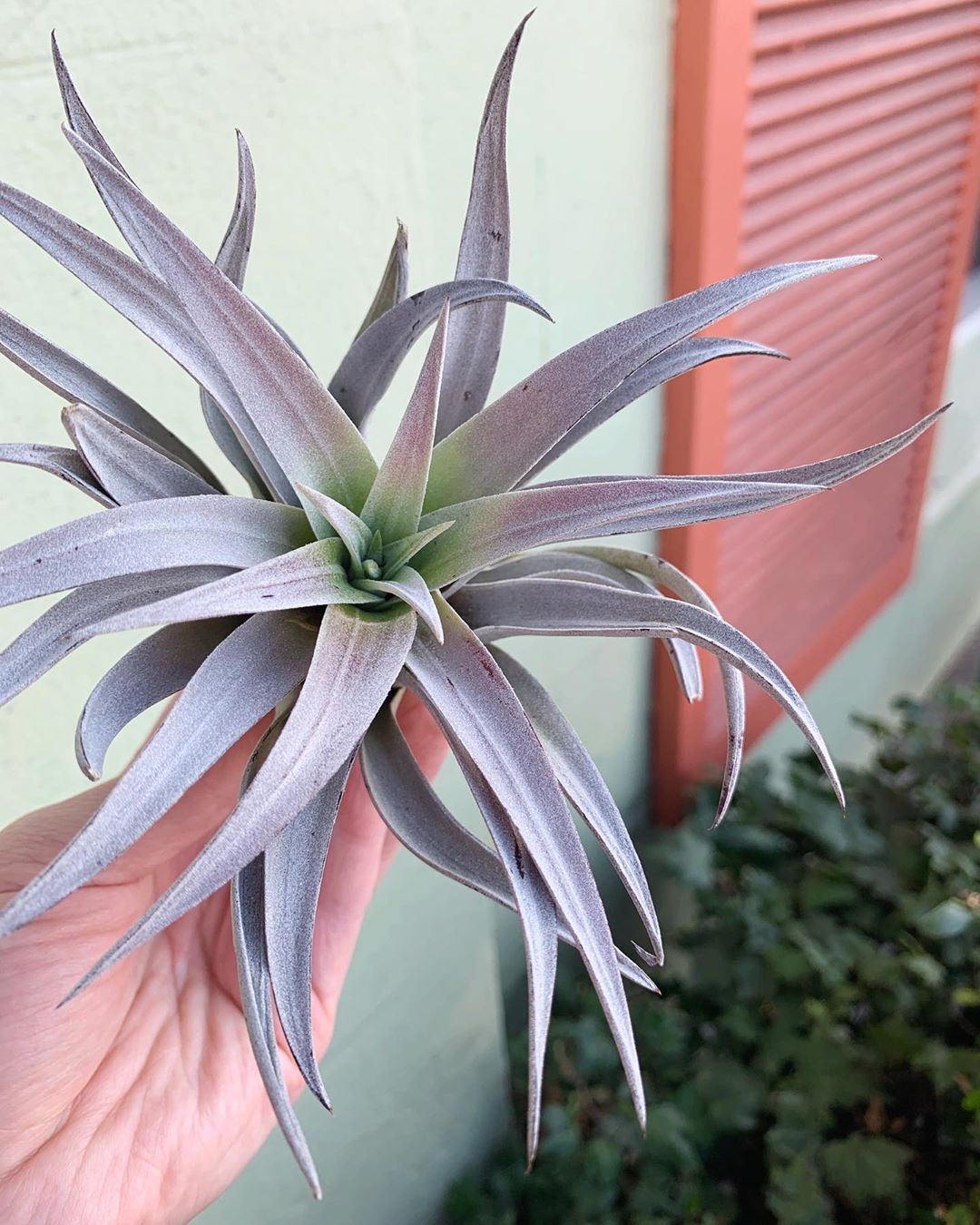 Photo of the plant species Tillandsia harrisii on Greg, the plant care app