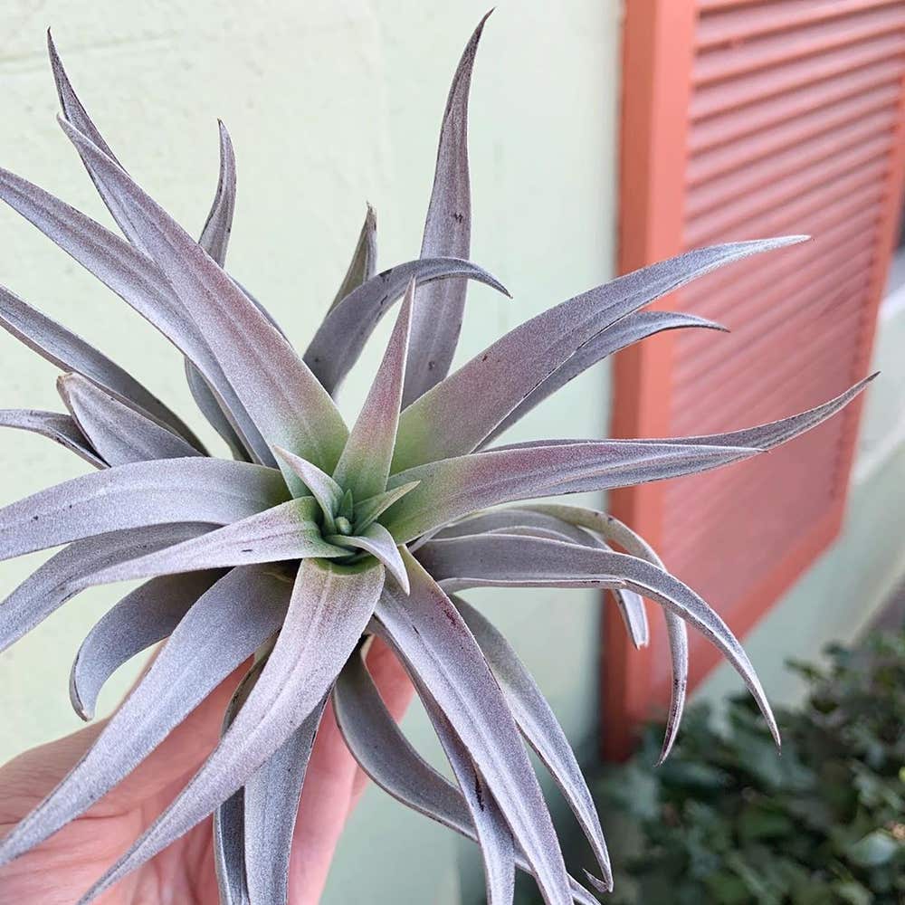 Photo of the plant species Tillandsia harrisii on Greg, the plant care app