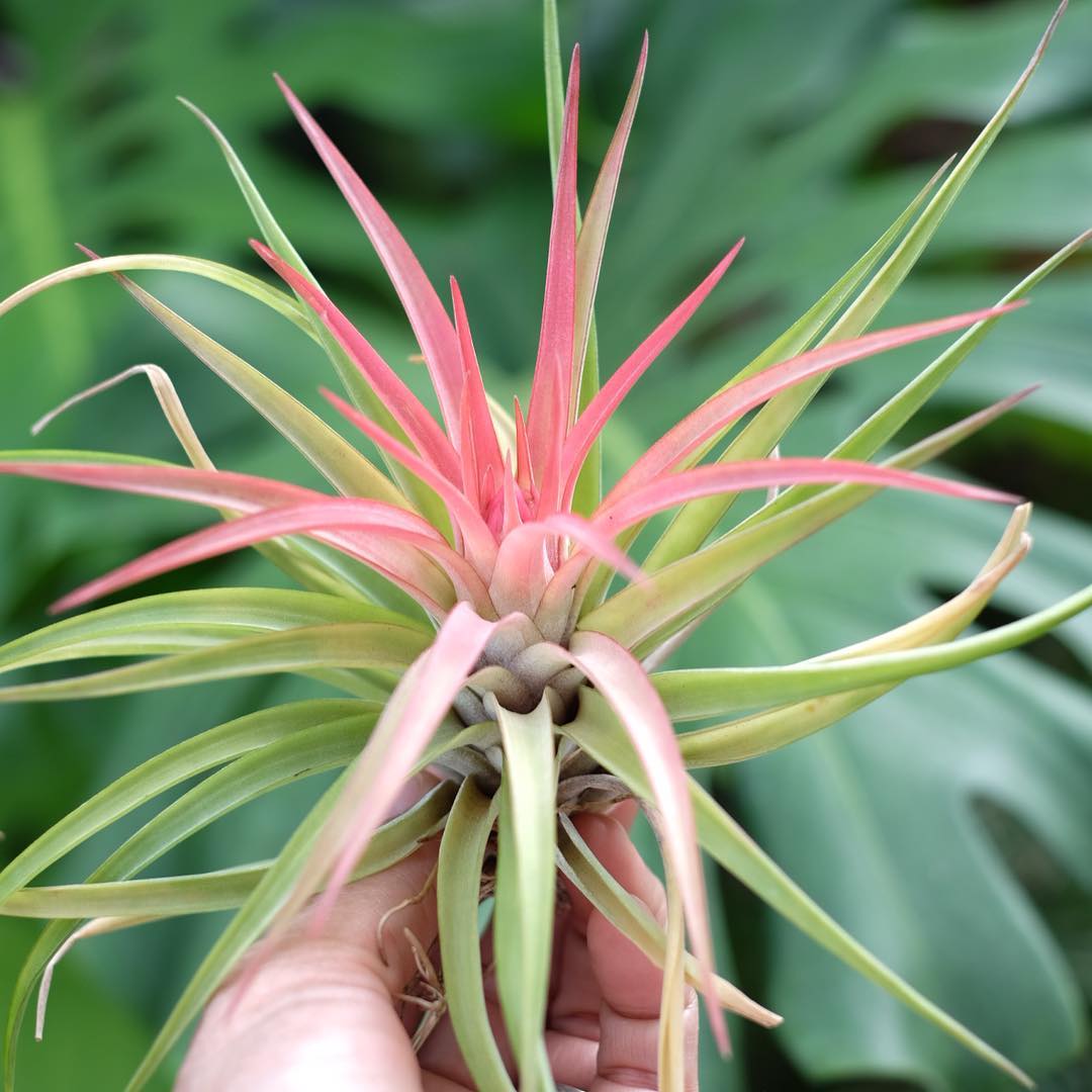 Photo of the plant species Tillandsia velutina on Greg, the plant care app