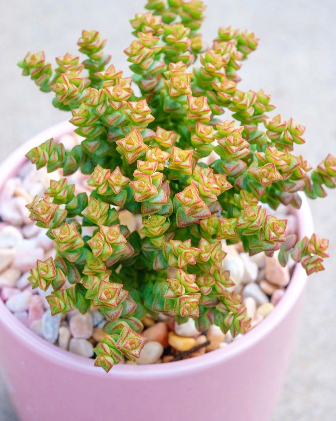 Photo of the plant species Tom Thumb on Greg, the plant care app