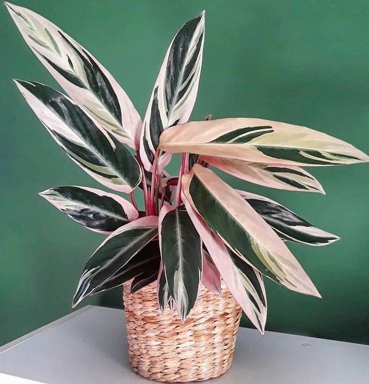 Plant care for Majesty Palm on Greg, the plant care app