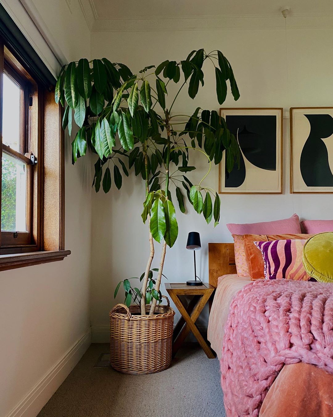 Photo of the plant species Schefflera Amate on Greg, the plant care app